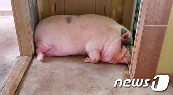 300kg 돼지가 애완용?…잇단 민원에 보호시설行 