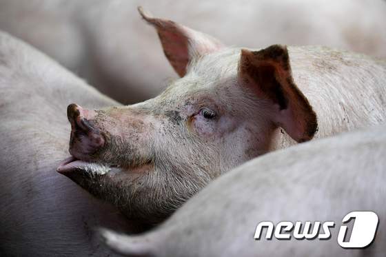 돼지 <자료사진> © AFP=뉴스1