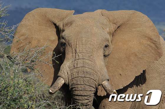 코끼리© AFP=뉴스1
