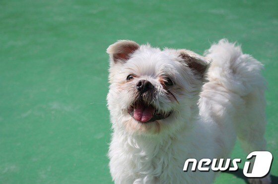 청아 현재 모습 (사진 동물자유연대 제공) © 뉴스1