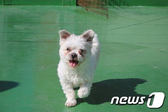 장난감을 좋아하는 청아 (사진 동물자유연대 제공) © 뉴스1