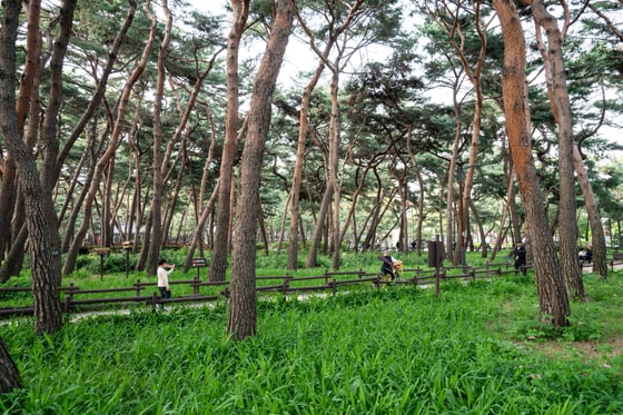강북구 솔밭근린공원 100년생 소나무 숲