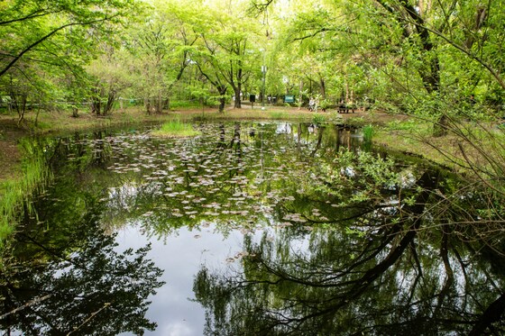 영등포구 여의도공원 자연생태의 숲 생태연못