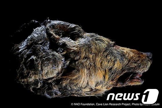 시베리아 동토층서 나온 4만년전 늑대 머리 (시베리아 타임스) © 뉴스1