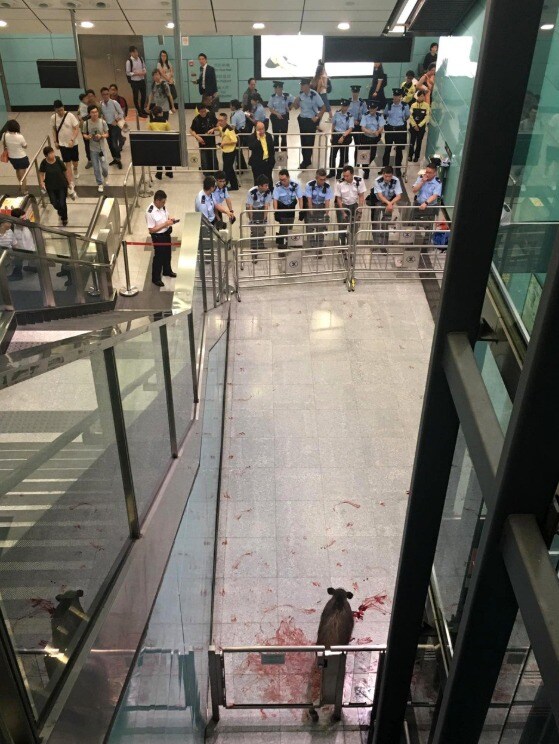 멧돼지가 도망가려는 과정에서 상처를 입고 많은 피를 흘리고 있다 - 웨이보 갈무리