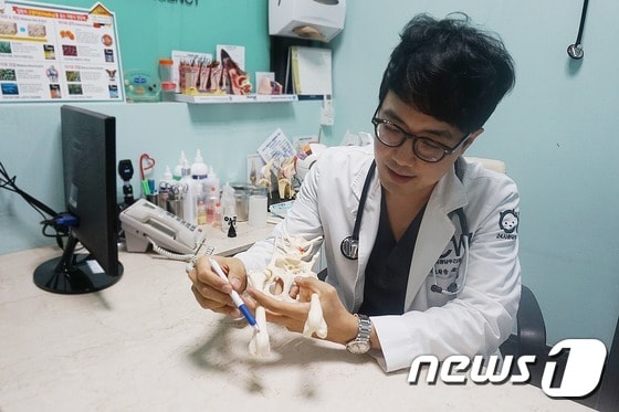 윤병국 청담우리동물병원장이 슬개골 조형물을 보며 강아지를 진료하고 있다. © 뉴스1
