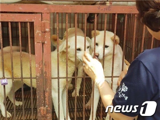 부산 구포개시장 철장 안에 갇힌 개들 (사진 동물자유연대 제공) © 뉴스1