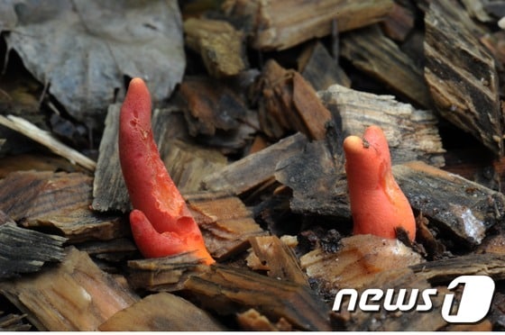 붉은사슴뿔버섯 © 뉴스1
