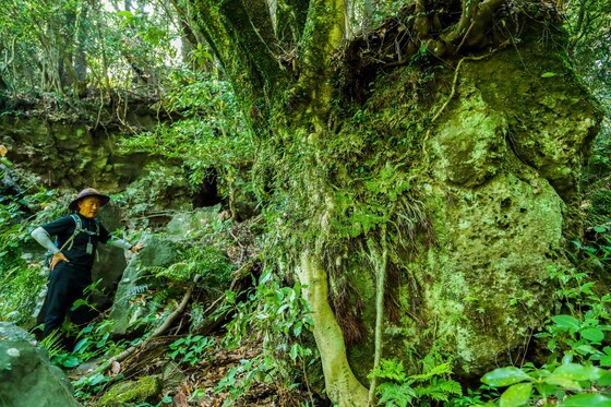 일년에 단 열흘만 공개되는 제주 용암길에 있는 바위와 공존하는 나무. 이하 한국관광공사 제공