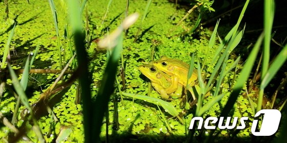 계양테크놀밸리 계획부지에서 발견된 금개구리.(인천녹색연합 제공)© 뉴스1