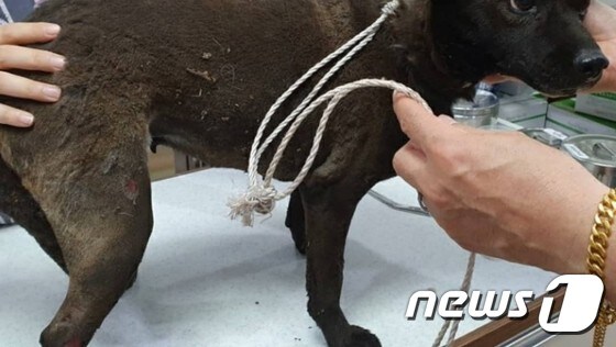 현장에서 구조된 개. 사진 동물자유연대 © 뉴스1