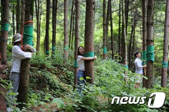 국립산림치유원 산림치유프로그램(잣나무 숲길)© 뉴스1