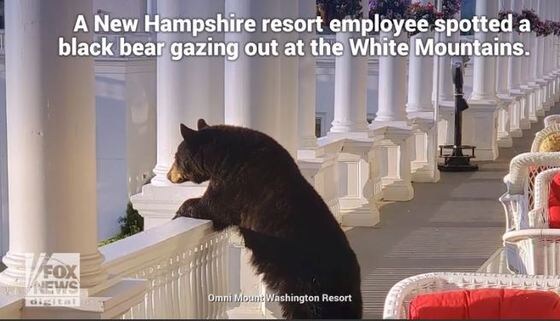 베란다 난간을 잡고 밖을 보는 흑곰. <출처=폭스뉴스 갈무리> © 뉴스1