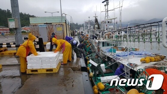 오징어잡이 어선들이 신안 흑산도 위판장에 어획한 오징어를 내리고 있다. 2019.7.21 /© 뉴스1