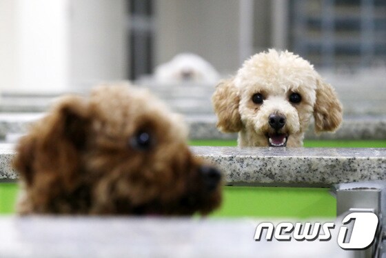유기동물 자료사진 © News1 조태형 기자