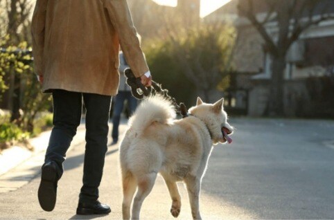애견인이 개를 산책시키고 있다 - 웨이보 갈무리