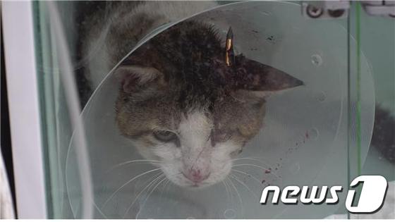 구조후 동물병원에서 수술 대기 중인 길고양이.© 뉴스1