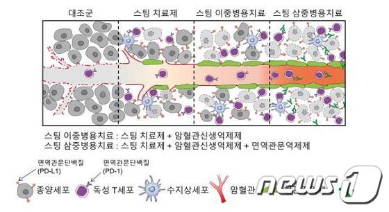 스팅 치료제를 이용한 면역항암치료법.(분당 차병원 제공) © News1 김평석 기자