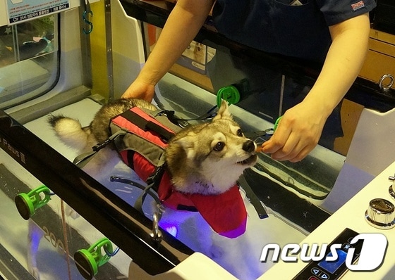 전문가에게 재활치료받는 반려견의 모습. 사진 청담우리동물병원 제공 © 뉴스1