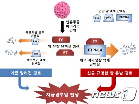 바이러스에 의한 자궁경부암 발병 흐름도(한국생명공학연구원 제공)© 뉴스1