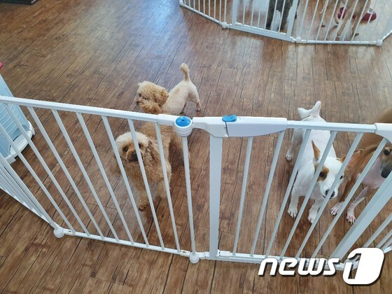 부천의 한 애견호텔에 개들이 머물고 있다 © 뉴스1 문동주 인턴기자