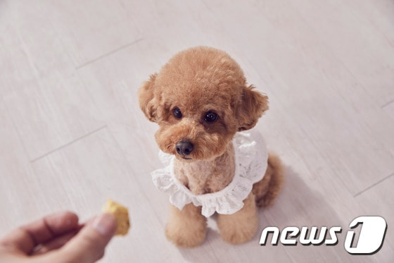 간식 먹는 강아지. 사진 이미지투데이 © 뉴스1