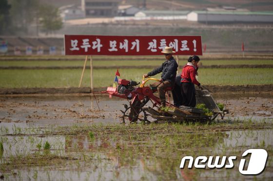 지난 5월 북한 남포시 청산리에서 모내기를 하고 있는 주민들. © AFP=뉴스1