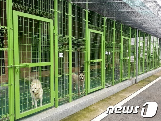 용인시 유기동물 보호소 © 뉴스1 김연수 기자