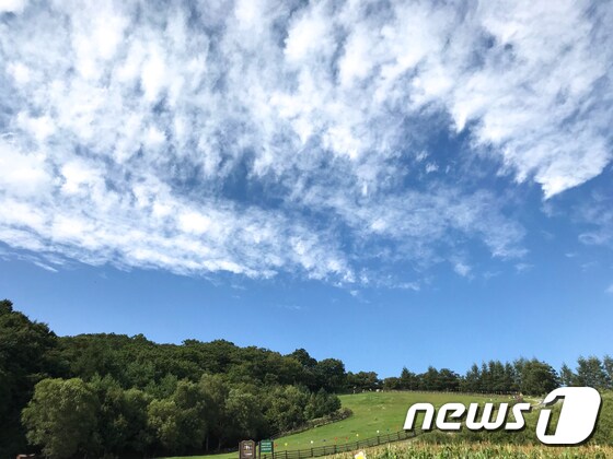 절기상 처서인 23일 강원도 평창 삼양목장 위로 푸른 하늘이 펼쳐져 있다.2019.8.23/뉴스1 © News1 허경 기자