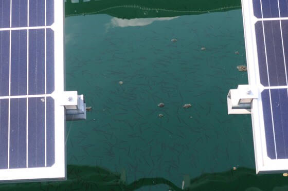 수상 태양광 구조물 밑에 있는 치어떼.(한국수자원공사 제공) © 뉴스1