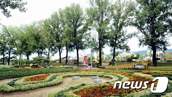 증평읍 보강천 미루나무 숲.© 뉴스1