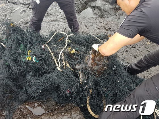 서귀포해양경찰서가 지난 8월27일 오전 성산읍 온평리 해안가에서 폐그물에 걸린 붉은바다 거북이를 구조하고 있다.(서귀포해경 제공)2019.8.27/뉴스1 © News1 홍수영 기자