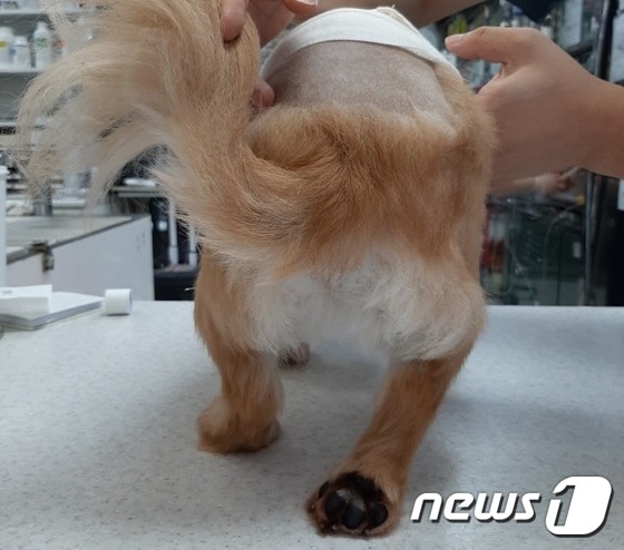 허리디스크 수술 받은 강아지. 사진 청담우리동물병원 제공 © 뉴스1
