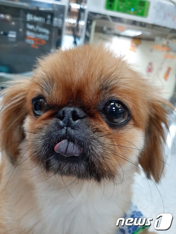 허리디스크 수술 받은 강아지. 사진 청담우리동물병원 제공 © 뉴스1