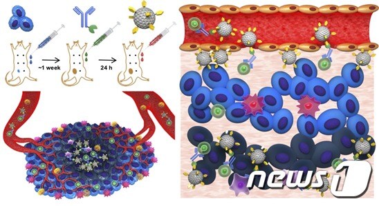 면역세포를 이용한 약물 전달 모식도(IBS 제공)© 뉴스1