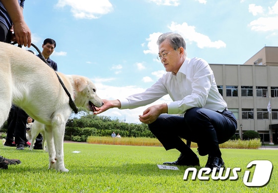 문재인 대통령이 청와대에서 풍산개 곰이가 낳은 강아지들과 마지막 청와대 산책을 하고 있다.  (청와대 제공) 2019.8.30/뉴스1