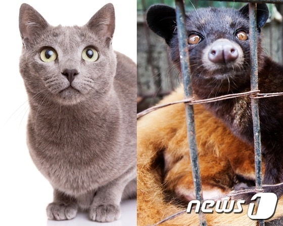 일반 고양이와 사향고양이(오른쪽). 사진제공=이미지투데이(왼쪽), 어웨어 © 뉴스1