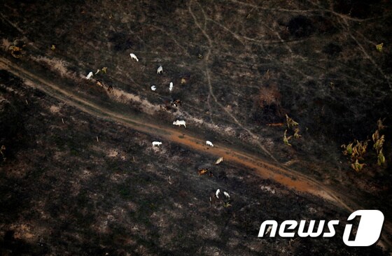 잿더미로 변한 아마존 밀림 © 로이터=뉴스1 © News1 우동명 기자