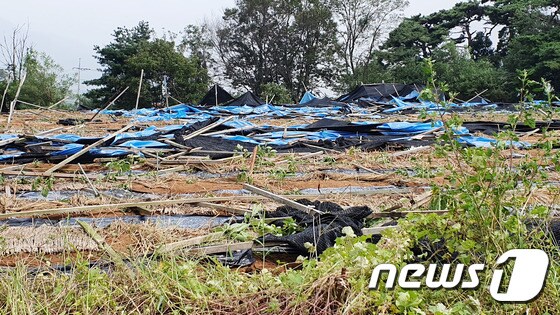 태풍 링링과 폭우로 망가진  강화농부 최정식씨의 인삼밭 모습.© 뉴스1
