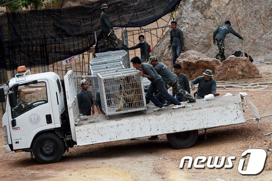 지난 2016년 태국 방콕 서부에 있는 '호랑이 사원'에서 구조되는 호랑이. © AFP=뉴스1