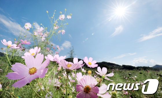 초가을의 청량한 날씨를 나타낸 16일 전북 진안군 농업기술센터에 식재된 코스모스가 푸른 하늘 아래 따스한 햇살을 받으며 가을을 알리고 있다.2019.9.16/뉴스1 © News1 유경석 기자