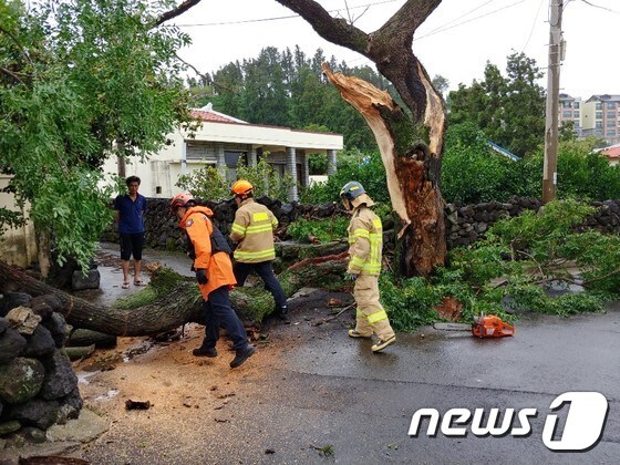 태풍 '타파' 위력에 부러진 나무