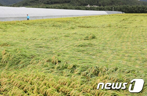 울산시 울주군 범서읍 들녘의 벼가 강풍에 쓰러져 있다. 2019.9.23/뉴스1 © News1 윤일지 기자