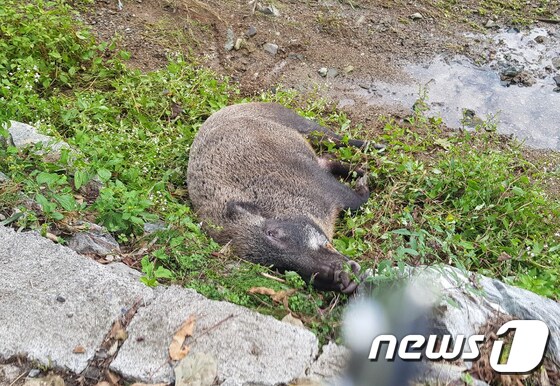 26일 울산 울주군 온양읍에서 발견된 죽은 멧돼지.(울산지방경찰청 제공) 2019.9.26/뉴스1 © News1