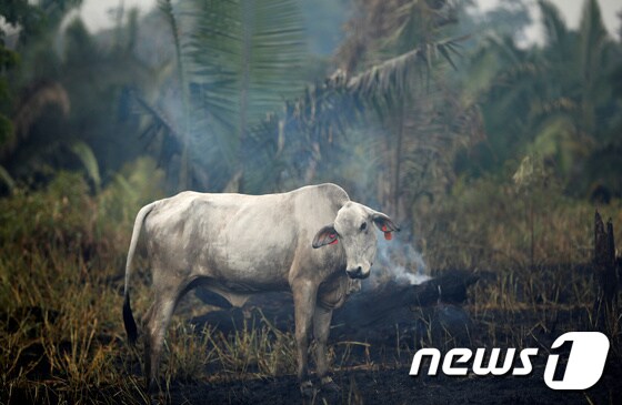 불에 탄 아마존 정글에서 발견된 소. © 로이터=뉴스1