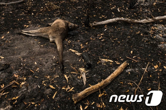 그린피스가 2020년 1월 공개한 호주 산불 피해 현장 사진 중 캥거루가 연한 콘졸라 공원에 닥친 산불을 피하지 못하고 죽어있는 모습이다. (그린피스 제공) 2020.1.14/뉴스1