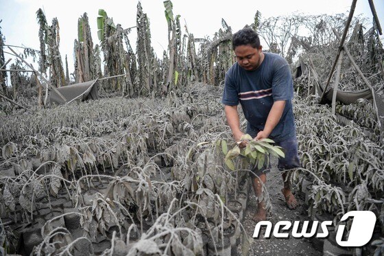 지난 12일 폭발한 탈 화산의 영향으로 화산재를 뒤집어쓴 식물들. © AFP=뉴스1