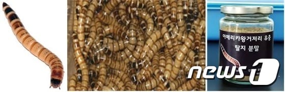 국내에서 여덟 번째로 식품원료로 인정받은 식용곤충인 아메리카왕거저리 유충.© 뉴스1