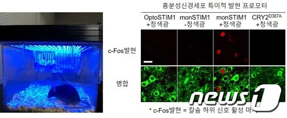 쥐 머리에 청색 빛을 비춰주면 쬐어주면 세포 내부의 칼슘이 증가하고, 이는 c-Fos 단백질발현으로 이어진다. 쥐 머리에 청색 빛을 비춰준 경우, 몬스팀원(monSTIM1)에서는 c-Fos 단백질 발현이 관찰된다. (IBS 제공)© 뉴스1