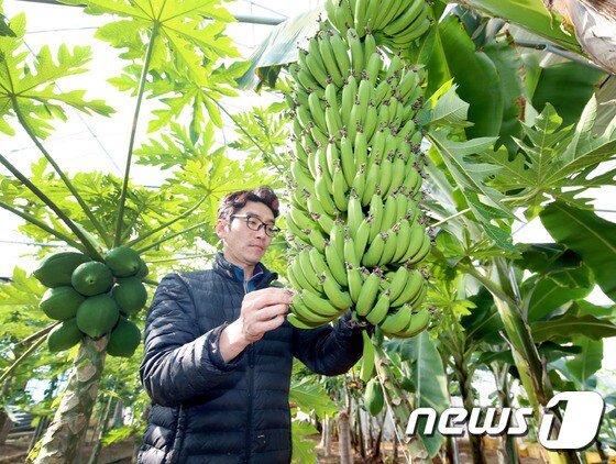 태안군 안면읍 창기리 ‘오행팜연수원’에서 재배하고 있는 바나나 모습. © 뉴스1